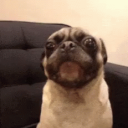 Pugsley123