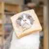 wonderbread