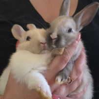 XxHasanDogKillerxX666