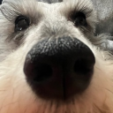 Goosey