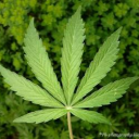 Captain Kush