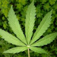 Captain Kush