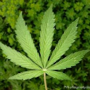 Captain Kush